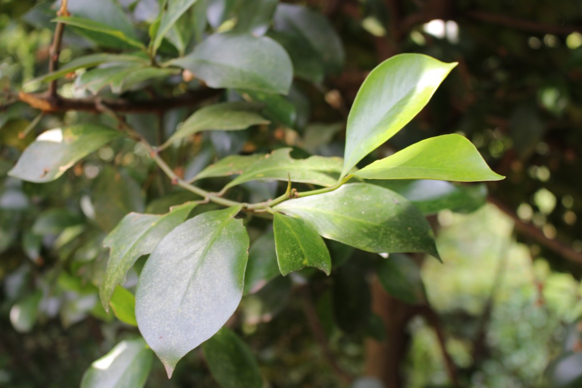 Garcinia cambogioides (Murray) Headland